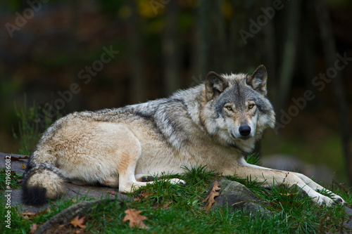 gray wolf 