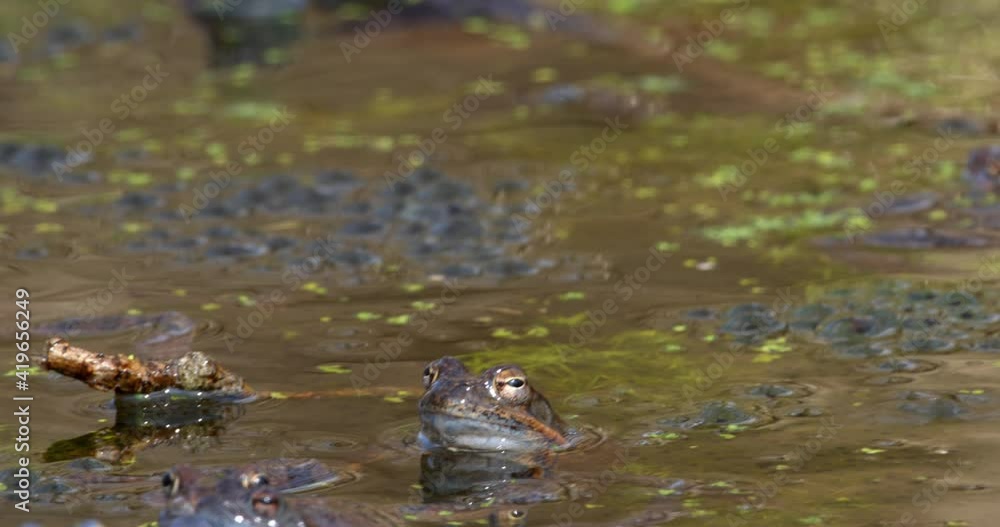 Blue males of the moor frog (Rana arvalis) in the pond Blue males of the moor frog (Rana arvalis) in the pond