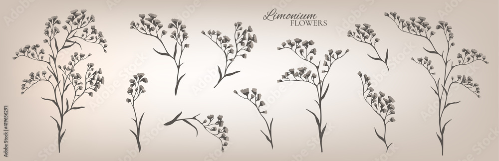 Limonium branches set. Floral collection. Vector illustration Limonium branches set. Floral collection. Vector illustration