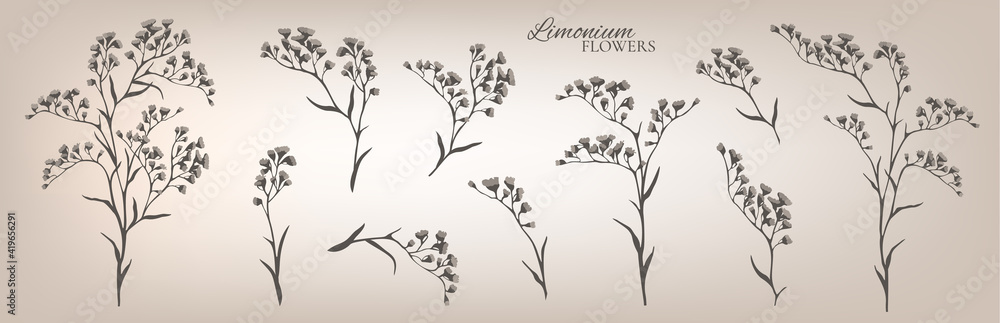 Limonium branches set. Floral collection. Vector illustration