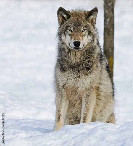 gray wolf in snow © Nina