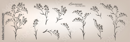 Limonium branches set. Floral collection. Vector illustration