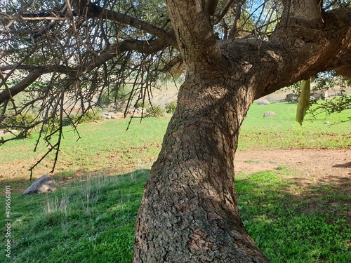 Olive tree branches in Tiaret, Algeria