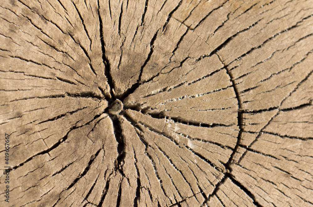 The texture of the old tree in place of the saw cut. Cracked tree stump
