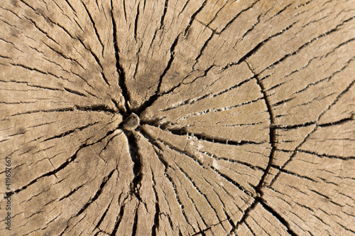 The texture of the old tree in place of the saw cut. Cracked tree stump