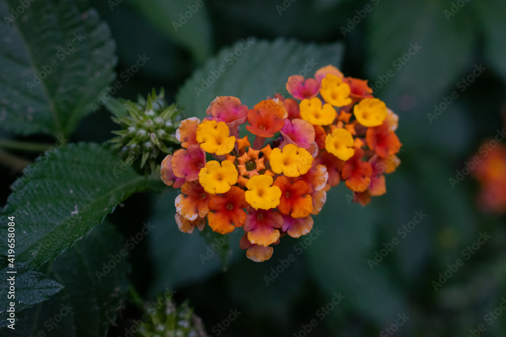 Quality photo of some beautiful small verbena flowers, perfect for wallpapers and backgraounds Quality photo of some beautiful small verbena flowers, perfect for wallpapers and backgraounds