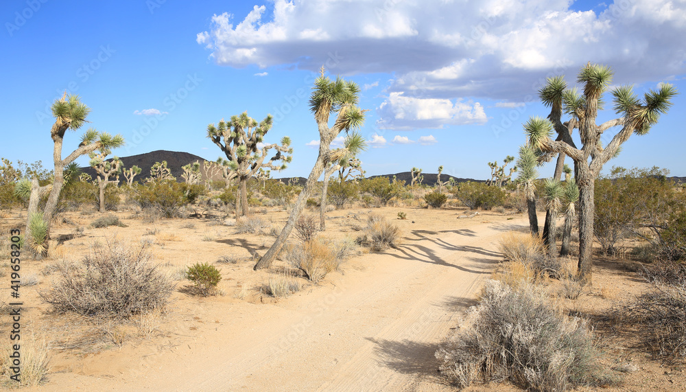 Dirt road in Joshua Tree National Park, California, USA Dirt road in Joshua Tree National Park, California, USA