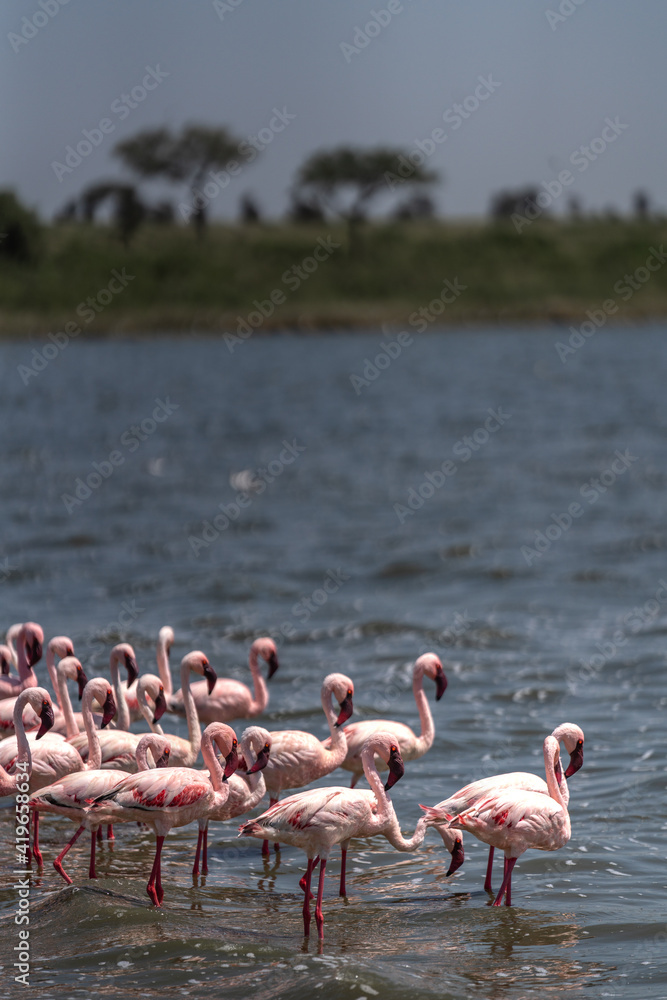 Obraz premium African wildlife