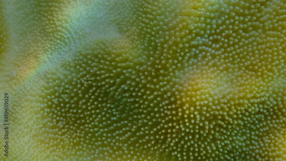 Extreme close-up of the soft coral polips on the reef. Details of the soft coral polips. Natural underwater background. Mushroom Leather Coral (Sarcophyton coral) Extreme close-up of the soft coral polips on the reef. Details of the soft coral polips. Natural underwater background. Mushroom Leather Coral (Sarcophyton coral)