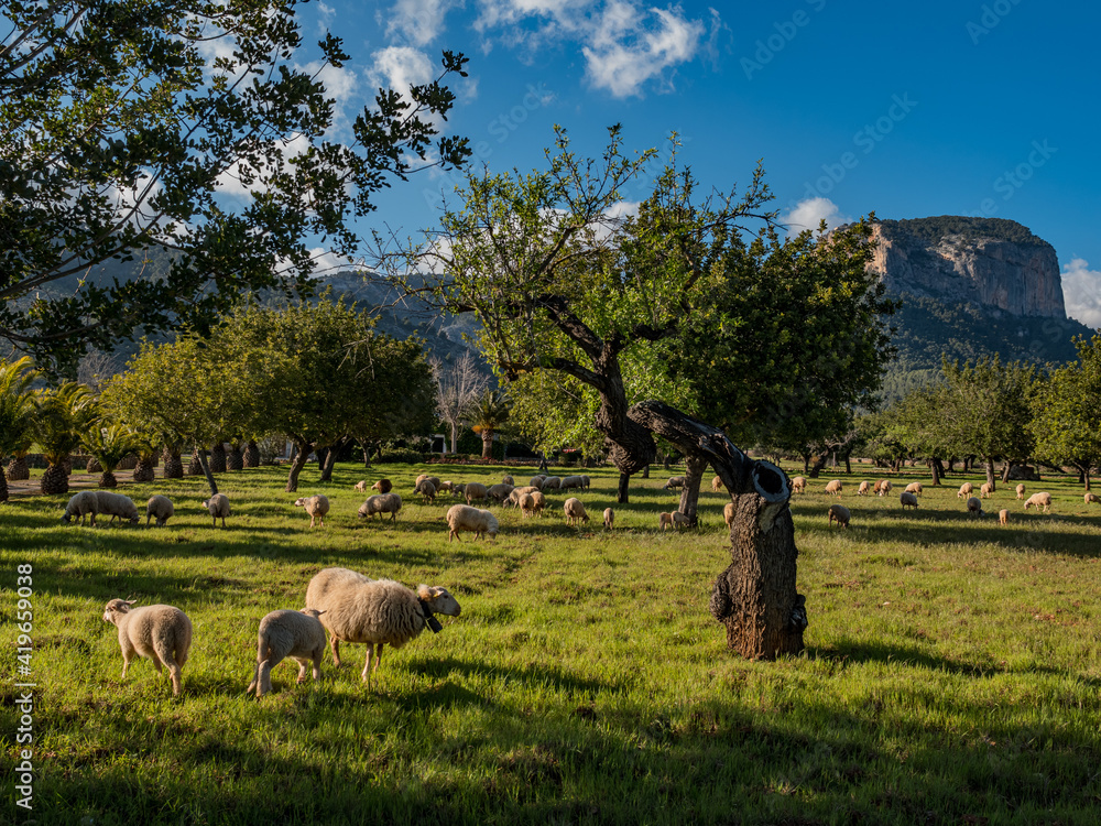 Fototapeta premium sheeps on the field with trees and sky on the balearic island of Mallorca, Spain