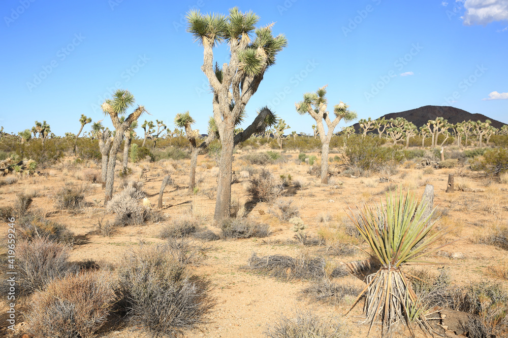 Joshua Tree National Park in California, USA Joshua Tree National Park in California, USA