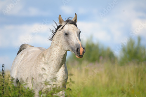 Beautiful arabian stallion © Mari_art