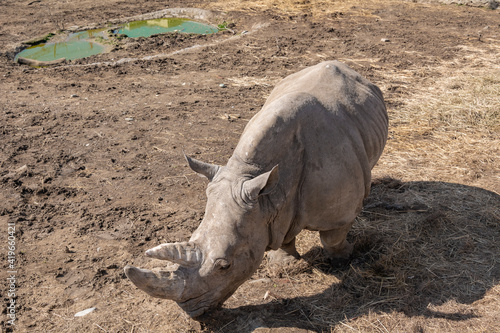 A rhinoceros in the zoo s aviary. Spring sunny day. Close-up colorful photo.