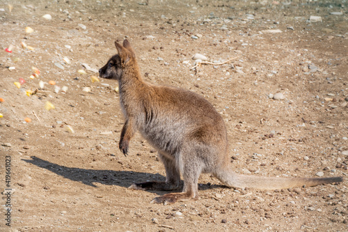 Baby kangaroo in the zoo's aviary. Full color photo on a spring sunny day.