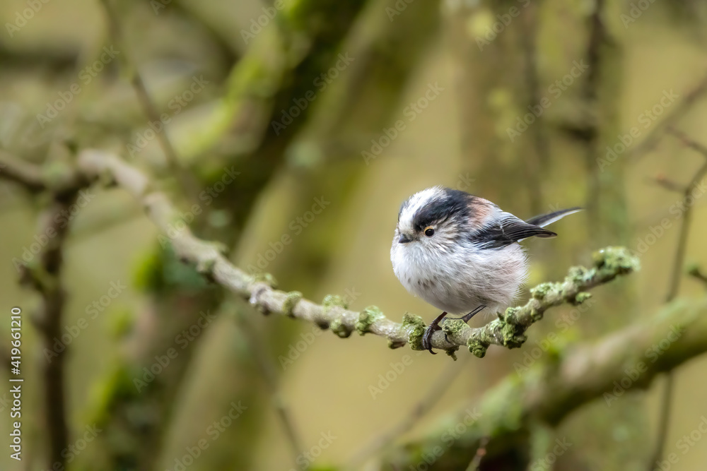 A long-tailed tit sitting on a branch of a tree at the Mönchbruch pond in a natural reserve in Hesse Germany. A long-tailed tit sitting on a branch of a tree at the Mönchbruch pond in a natural reserve in Hesse Germany.