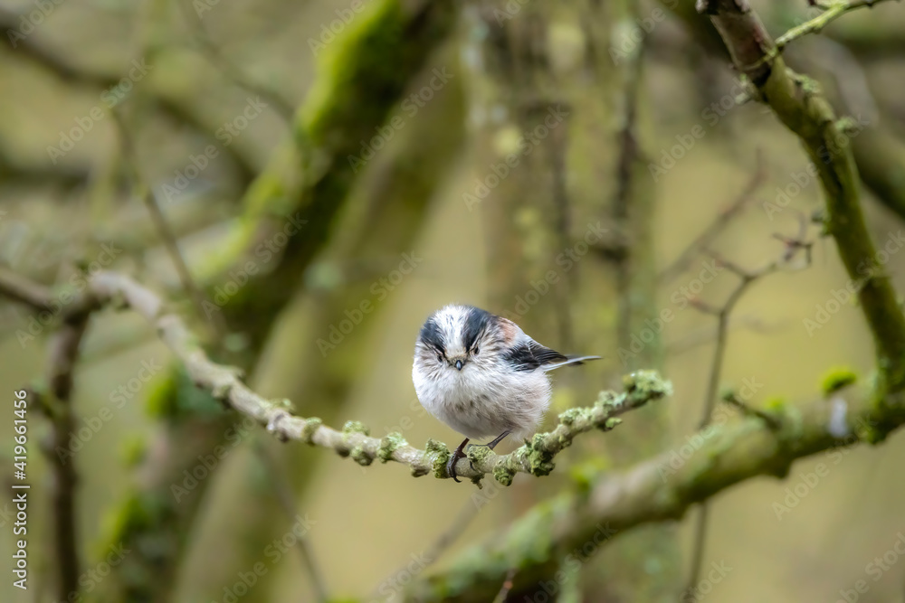A long-tailed tit sitting on a branch of a tree at the Mönchbruch pond in a natural reserve in Hesse Germany. A long-tailed tit sitting on a branch of a tree at the Mönchbruch pond in a natural reserve in Hesse Germany.