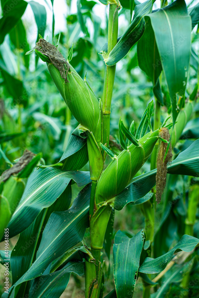 green corn pods on trees are in plantations of Thai gardener.Concept of crops that are rich in nutrients As a raw material for cooking green corn pods on trees are in plantations of Thai gardener.Concept of crops that are rich in nutrients As a raw material for cooking