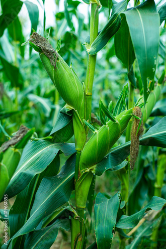 green corn pods on trees are in  plantations  of Thai gardener.Concept of crops that are rich in nutrients As a raw material for cooking