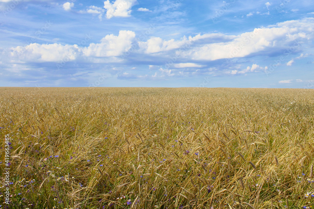 Fototapeta premium A beautiful wheat field. Rye, barley, millet. Selective focus. Background. Scenery.