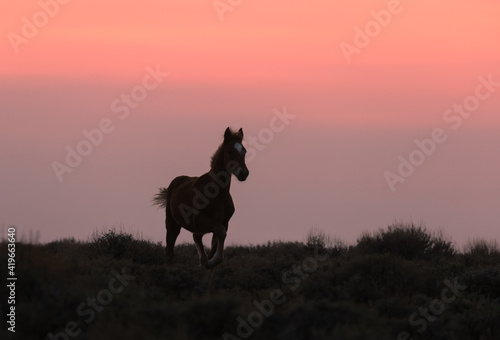 Wild Horse Silhouetted at Sunset in the Wyoming Desert © natureguy
