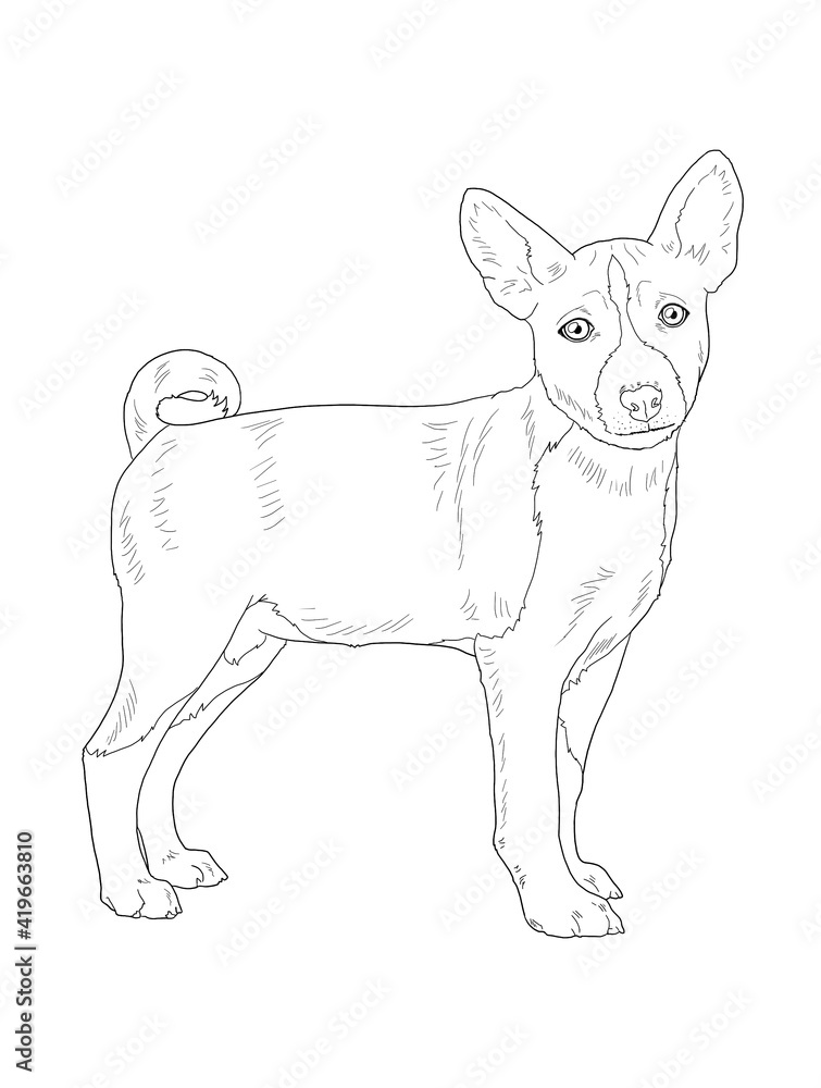 Realistic line art basenji dog on white background for coloring