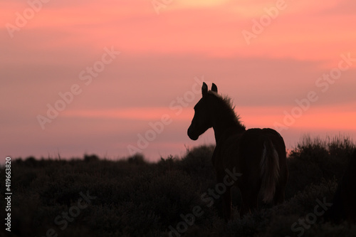 Wild Horse Silhouetted at Sunset in the Wyoming Desert