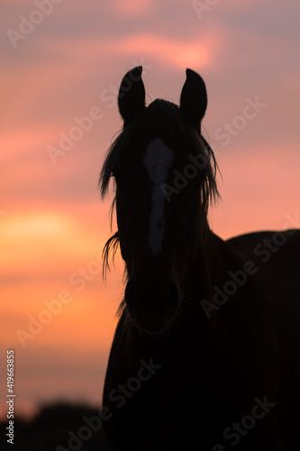 Wild Horse Silhouetted at Sunset in the Wyoming Desert © natureguy