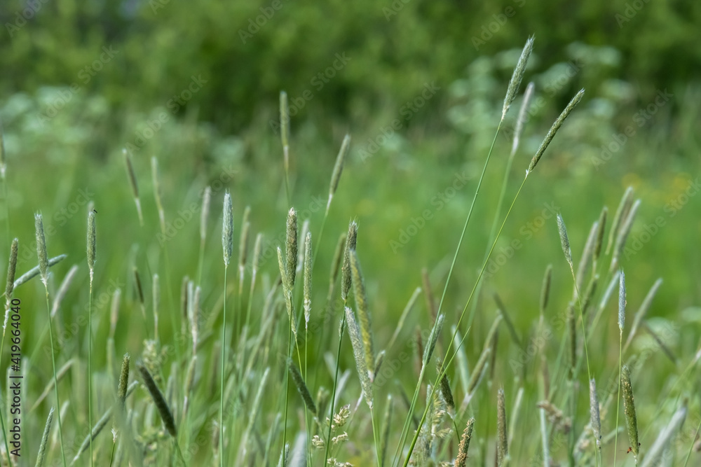 Meadow with green grass on a cloudy, summer day, against a blurred background. Meadow with green grass on a cloudy, summer day, against a blurred background.