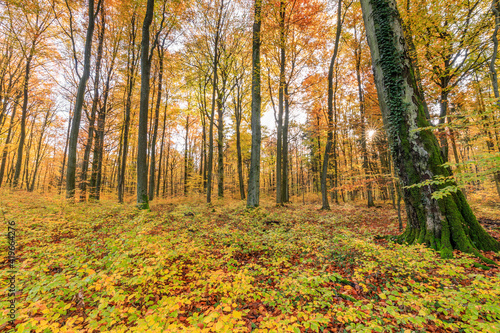 Ein Wald im Herbst mit seinen bunten Blättern © Andreas