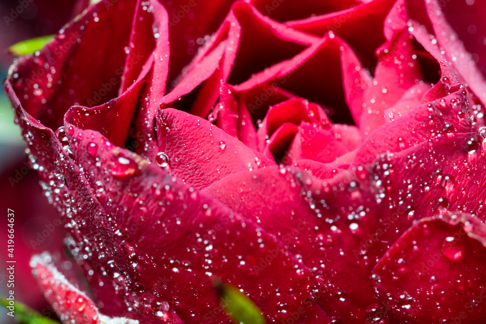 Small buds of red roses with water drops Small buds of red roses with water drops