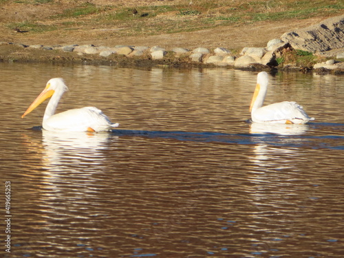 Pelicans on Lake