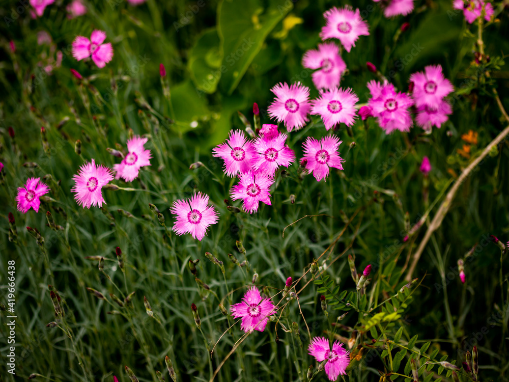 Fototapeta premium Dianthus (Pinks) flowers in the field