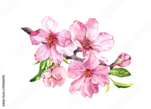 Cherry blossom  spring flowering branch. Watercolor apple pink flowers