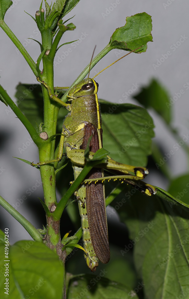 Close up image of an obscure bird grasshopper (Schistocerca obscura) with great detail, on green leaves of hibiscus plant.  This is a green insect with yellow back stripe, striped eyes, short antenna