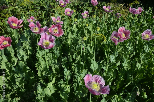 Group of honey bees foraging on a bunch of Opium poppy's (Papaver somniferum) photo