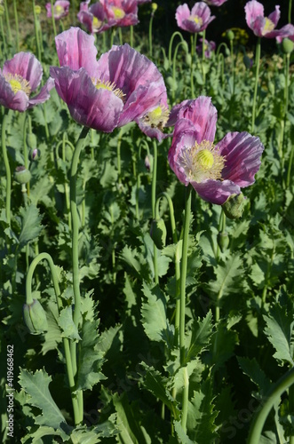 Group of honey bees foraging on a bunch of Opium poppy's (Papaver somniferum) photo