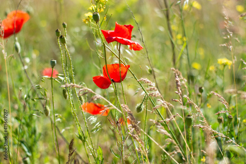 Bright red poppies plants grow among field grass  spikelets. Warm summer day.