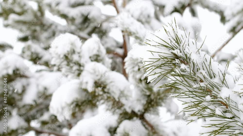 Snow falling at the fir trees branches. Snow falls from pine tree branch in a forest. Christmas holiday winter background. Snow falling at the fir trees branches. Snow falls from pine tree branch in a forest. Christmas holiday winter background.
