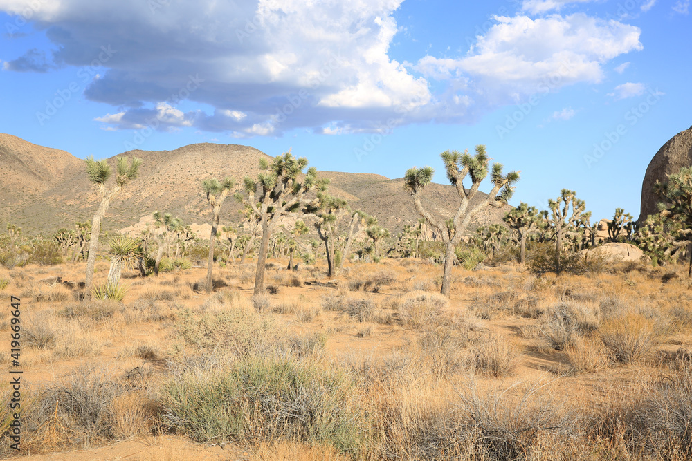Joshua Tree National Park in California, USA Joshua Tree National Park in California, USA