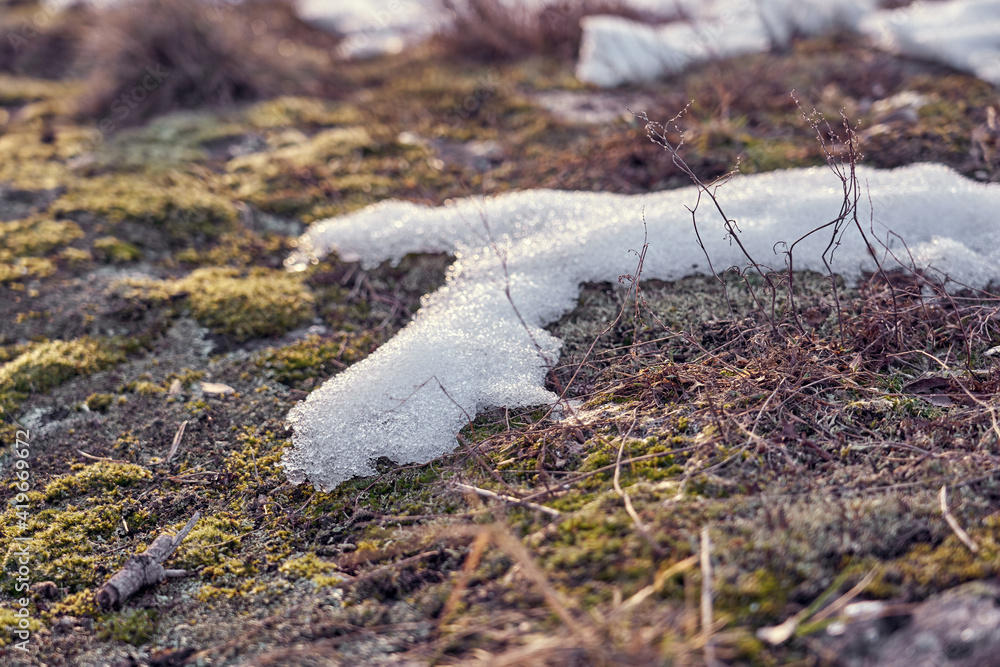 Obraz premium Moss on the slope of a rocky mountain under the melted snow.