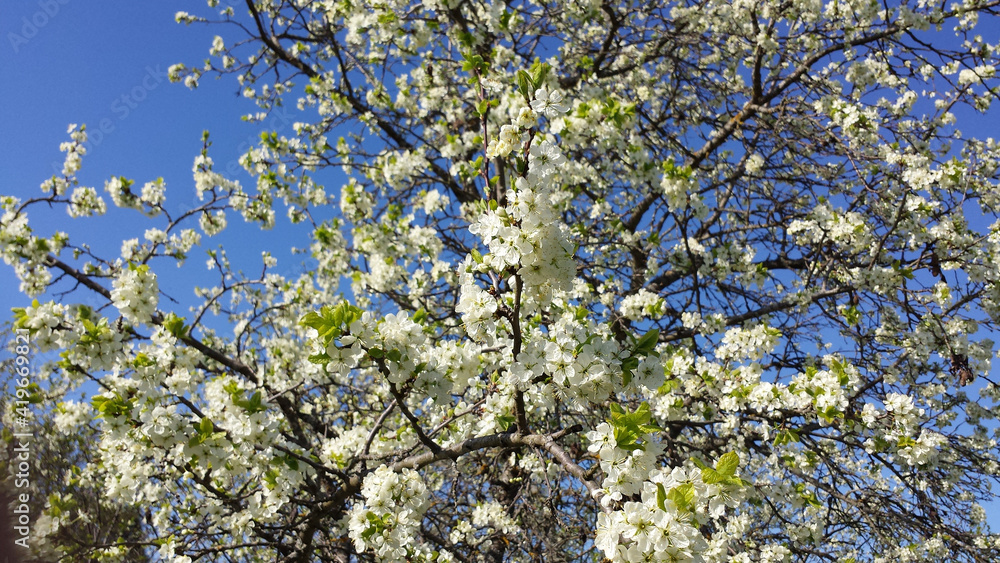 Spring flowering trees with white flowers in the garden against the blue sky. Spring flowering trees with white flowers in the garden against the blue sky.