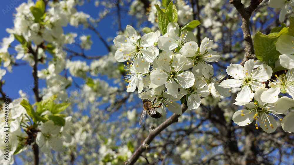 Spring background in the form of flowering tree branches with white flowers against a blue sky. Spring flowers. Beautiful nature scene with a flowering tree and sun sky. Easter sunny day. Spring background in the form of flowering tree branches with white flowers against a blue sky. Spring flowers. Beautiful nature scene with a flowering tree and sun sky. Easter sunny day.