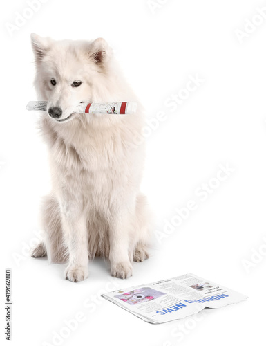 Cute Samoyed dog with newsp...