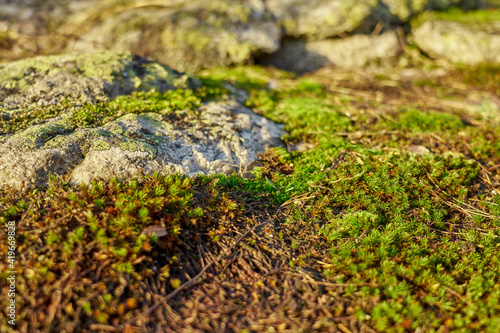 Moss on the slope of a rocky mountain under the melted snow.