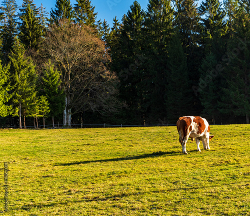 Cow feeding on autumn meadow with trees on the background and clear sky