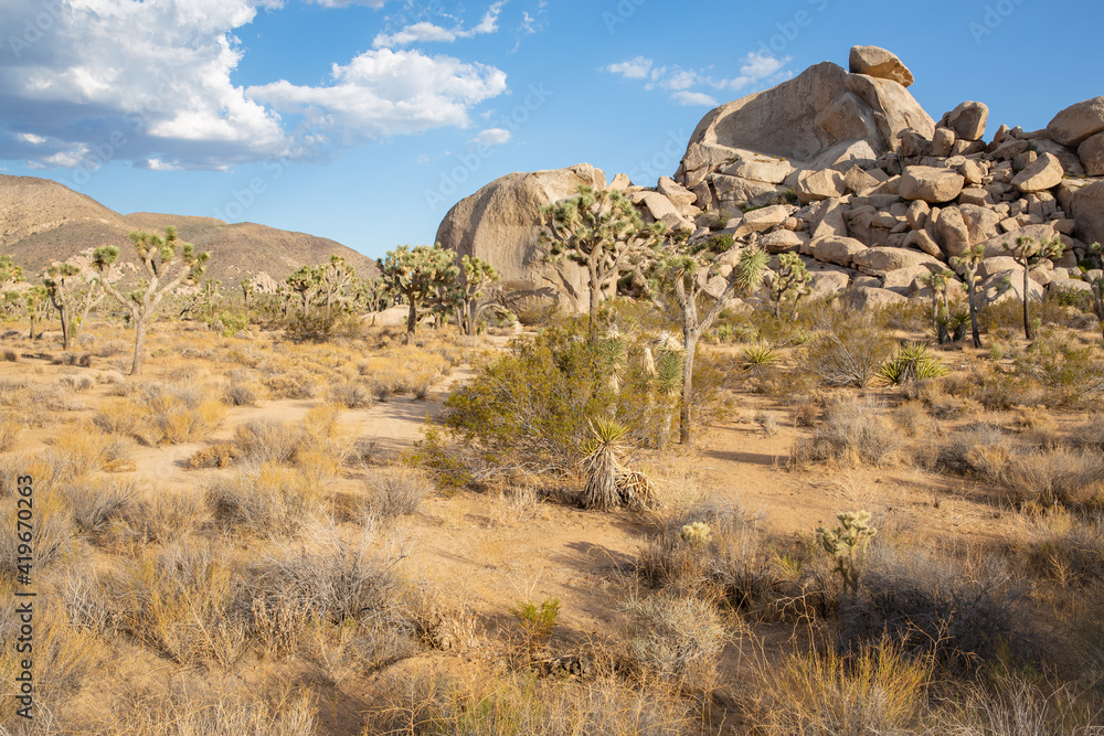Joshua Tree National Park in California, USA Joshua Tree National Park in California, USA