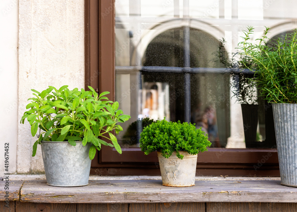 Fototapeta premium Growing herbs in pots on a window