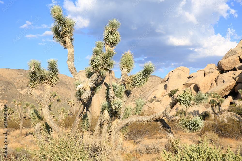 Joshua Tree National Park in California, USA Joshua Tree National Park in California, USA