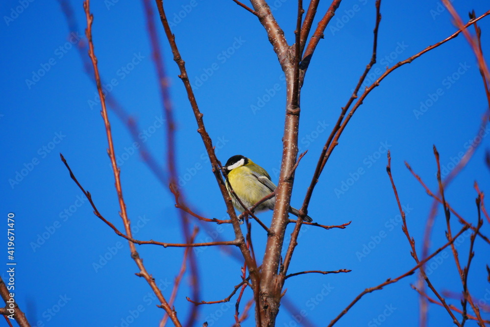 Fototapeta premium Parus major Great tit sits on leafless branches with a blue sky