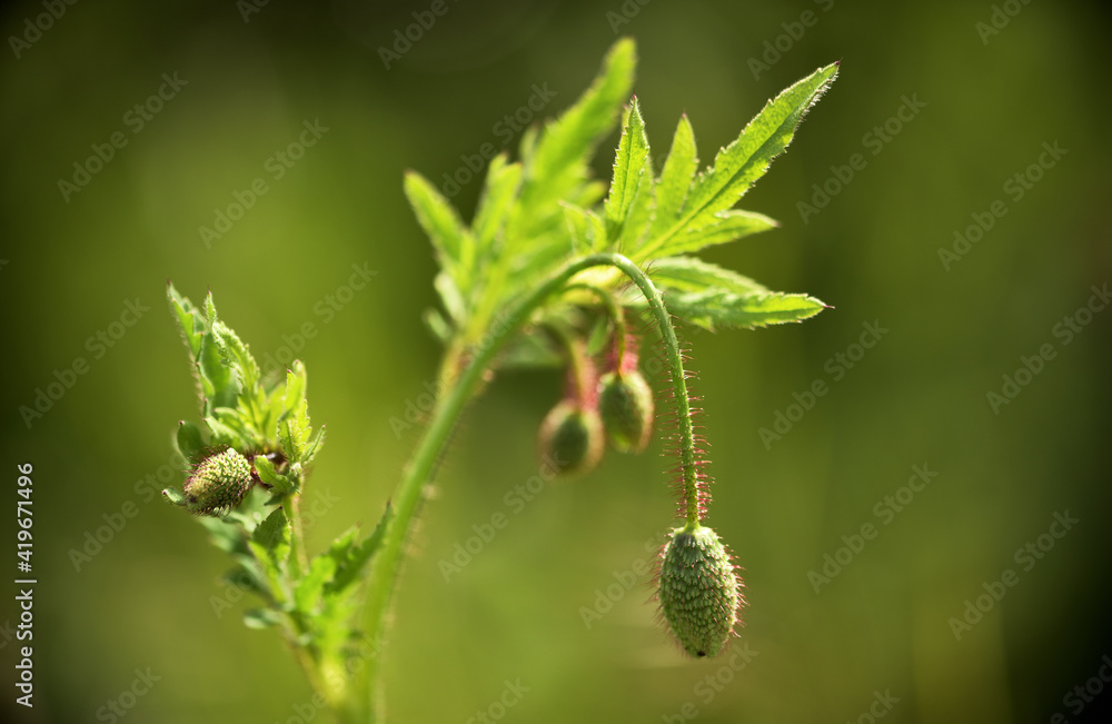 Eine Klatschmohn Pflanze die noch geschlossene Blütenknospen hat